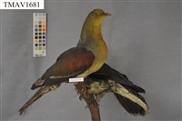 藏品(綠鳩)的圖片